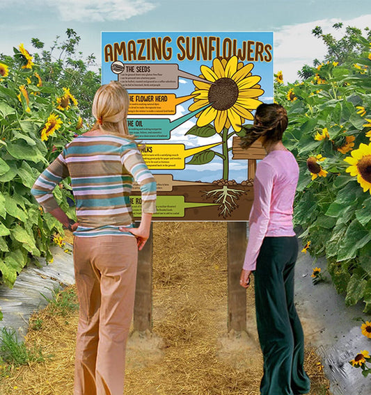 Amazing Sunflowers - educational panel